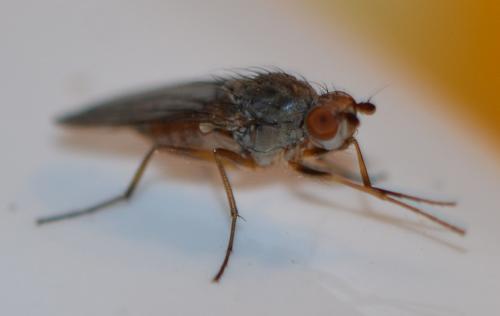Réf. 249 071 : Tephrochlamys rufiventris
